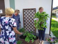 Kobiety sadzą rośliny w skrzyni. Pani Mariola Mikusek trzyma dużą roślinę.